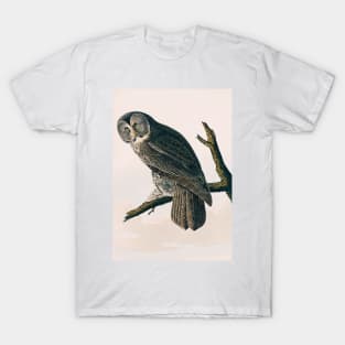 Bird of America  Bird, bird lover, america, beautiful  Public domain painting by John James Audubon T-Shirt